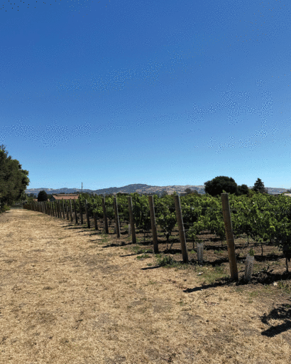 Vineyard update: 8/17/24
