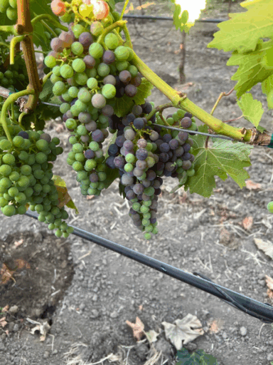 Veraison underway in the Merlot